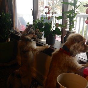 Meet your Posher, Doreen